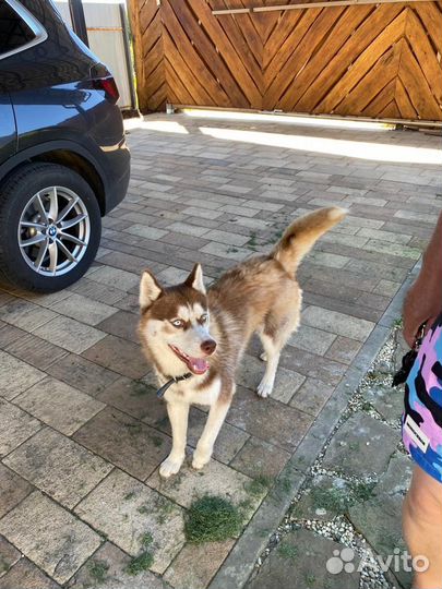 Сибирский хаски