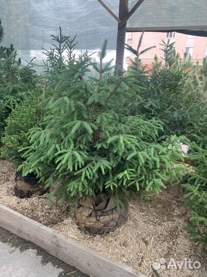 Ель Живая изгородь