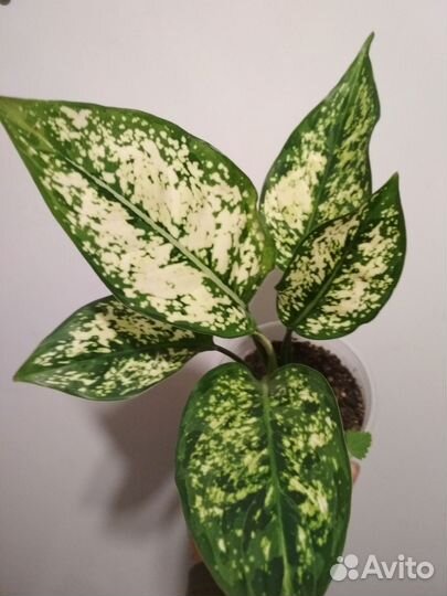 Аглаонема First Diamond детки