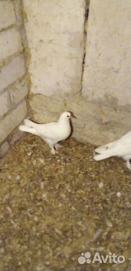 Голуби
