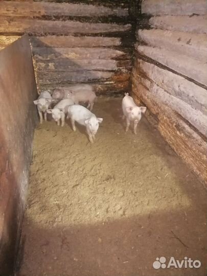 Поросенок ландрас