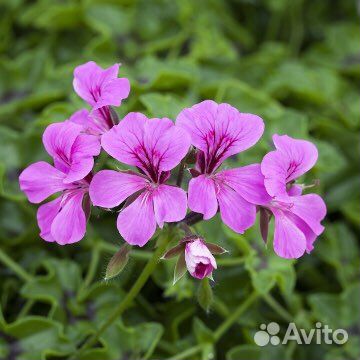 Герань пеларгония плющелистная