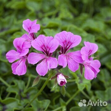 Герань пеларгония плющелистная