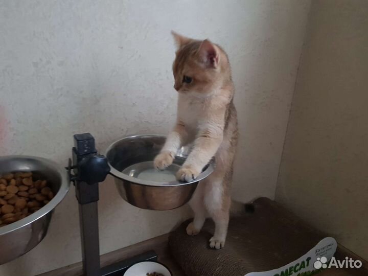 Вязка, британец, золотая шиншила