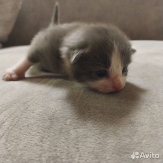 Котенок в дар