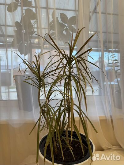 Пальма драцена