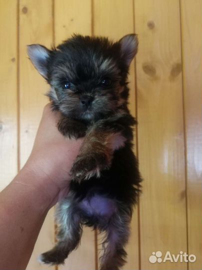 Супер кукольная девочка