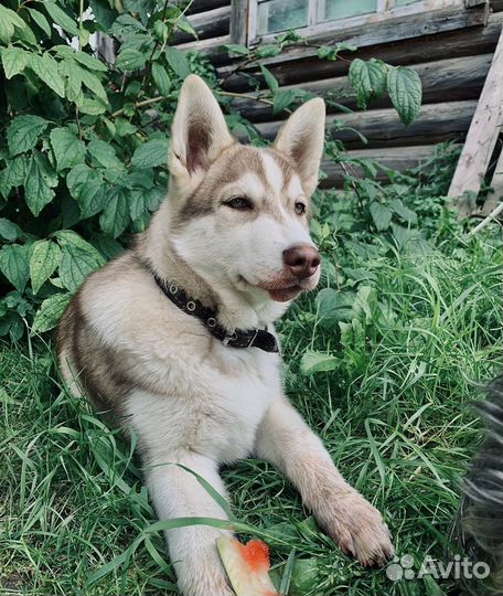 Щенки сибирской хаски