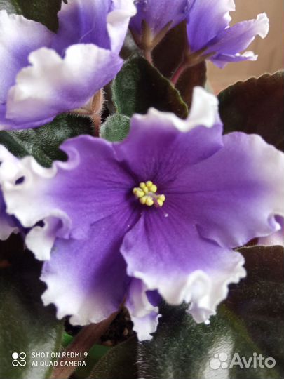 Фиалка сортовая