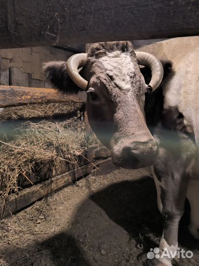 Корова стельная