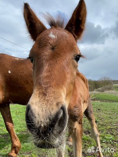 Конные прогулки анапа