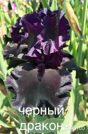 Black butte шрайнер 99 ирис. Ирис бородатый блэк найт. Ирис бородатый блэк дрэгон. Ирис дарк пешн. Ирис германский блэк найт.