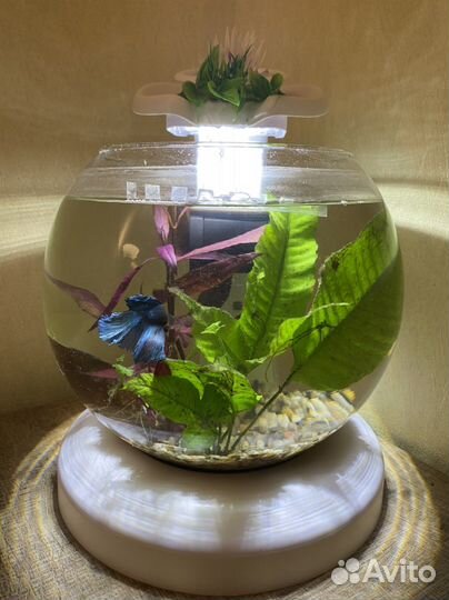 Аквариум круглый 7л (готовое решение)