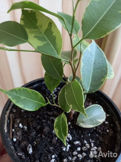 Фикус бенджамина