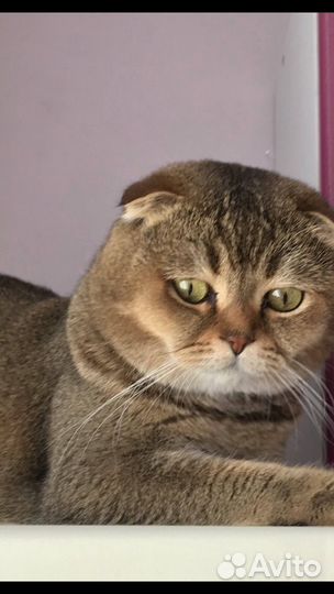 Вязка с котом