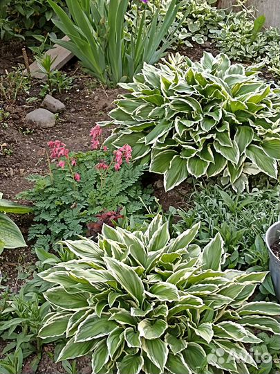 Хоста и пр.многолетники