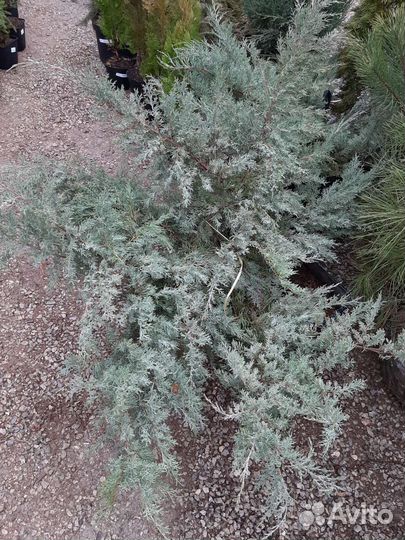 Можевельник Грей Оул голубой