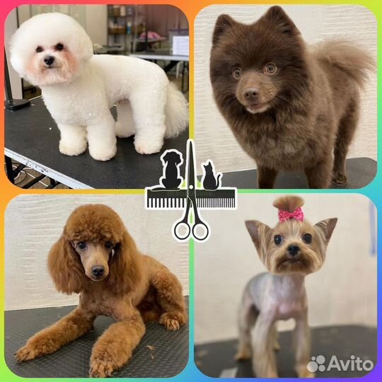 Стрижка собак