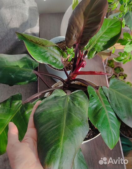 Филодендрон Эпипремнум