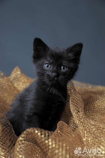 Черные комочки в дар