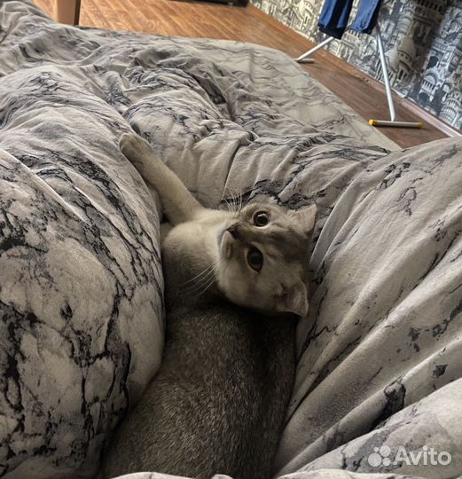 Шотланец (вислоуха) вязка