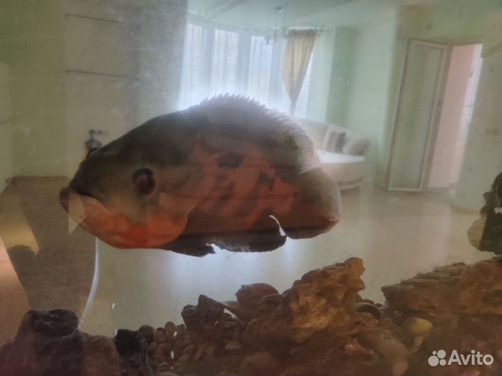 Рыба для аквариума