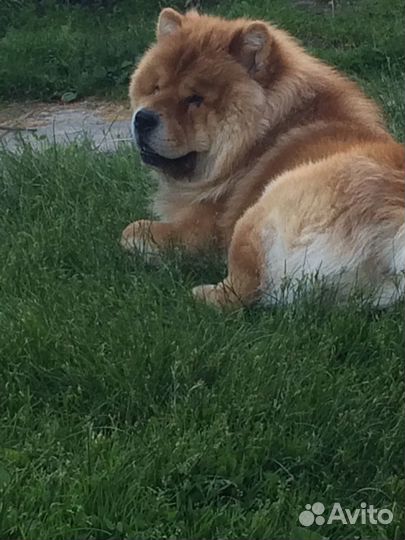 Чау - чау кабель для вязки