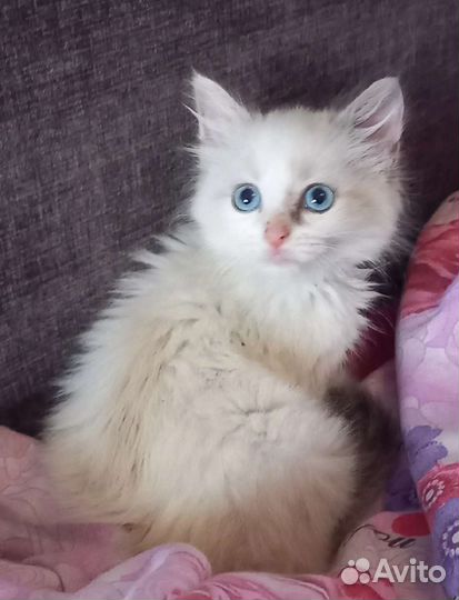 Котенок девочка в добрые руки