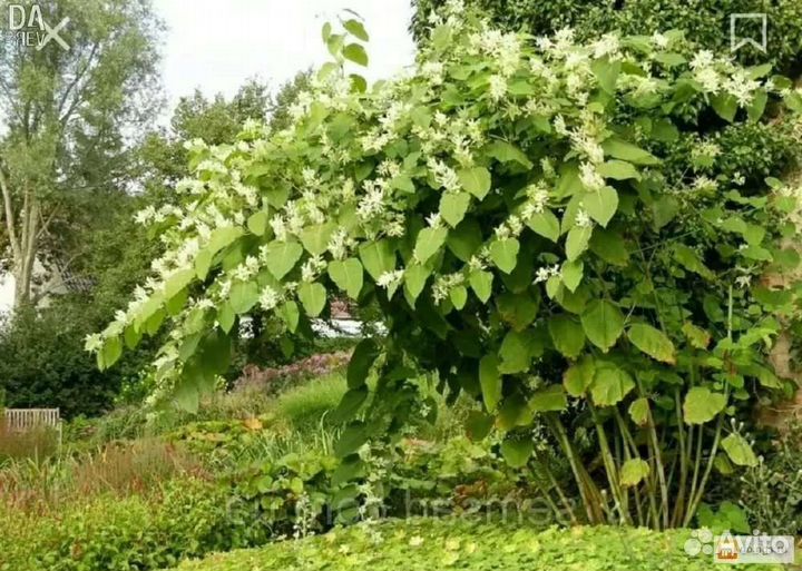 Бамбук сибирский