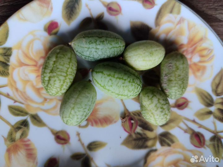 Огурцы арбузные
