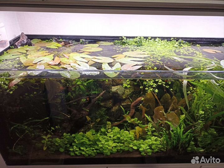 Нимфея карликовая, сантирем