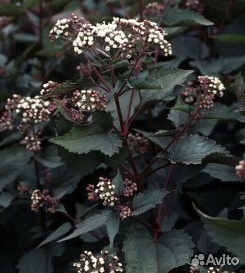 Посконник Шоколад Chocolate / сиреневый