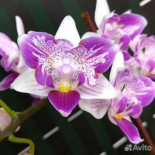 Орхидея Liu's Beauty Taiwan