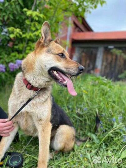 Собака Лиза ждёт вас