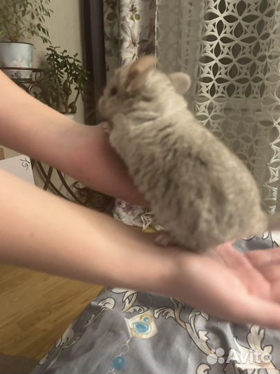 Шиншилла