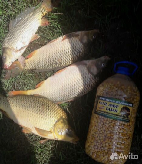 Ферментированная кукуруза и зерно-микс