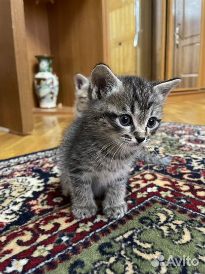 Отдам котенка в добрые руки