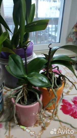 Орхидеи продажа