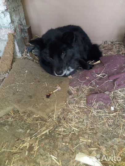 Потерялась собака