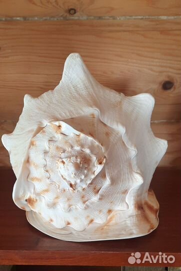 Ракушка морская большая
