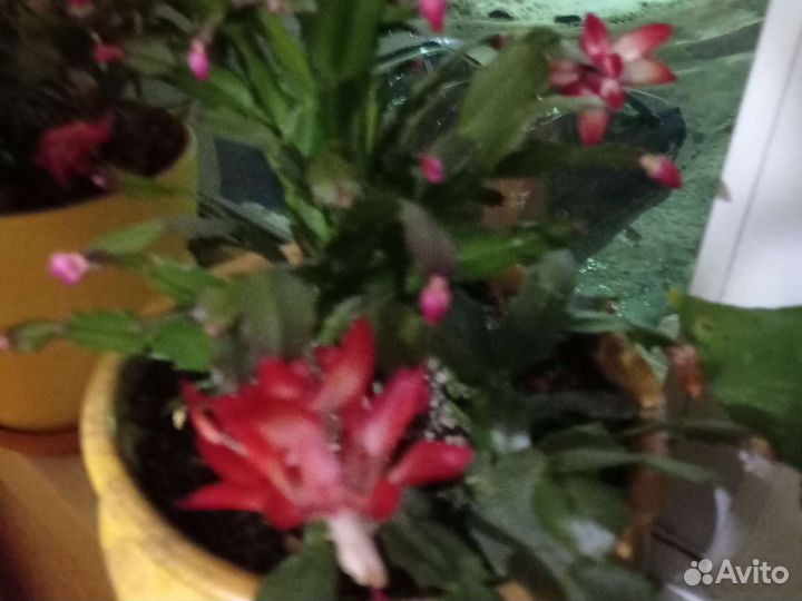 Цветок Декабрист. Спатифиллум