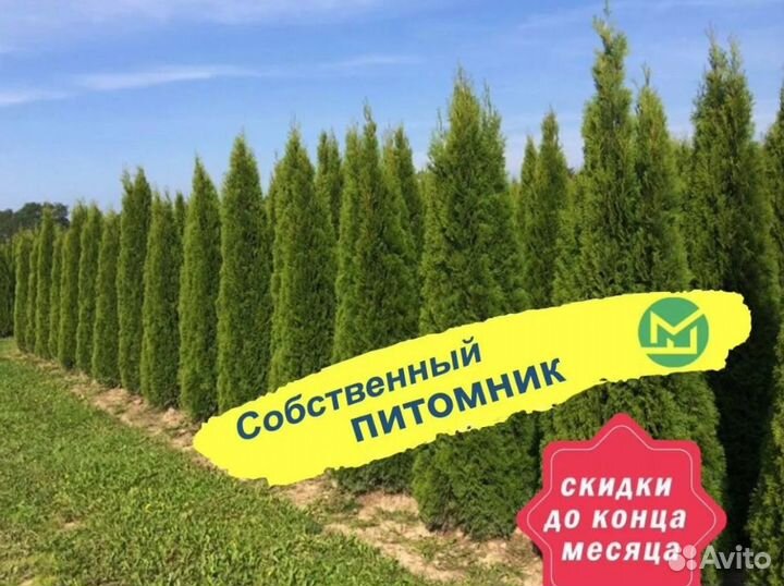 Туя смарагд саженцы