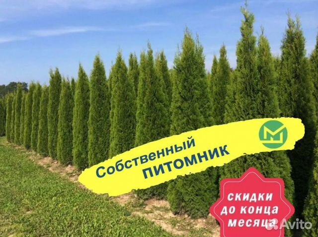 Туя смарагд саженцы