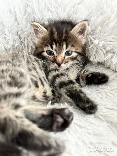 Котенька девочка