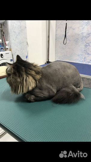 Стрижка животных
