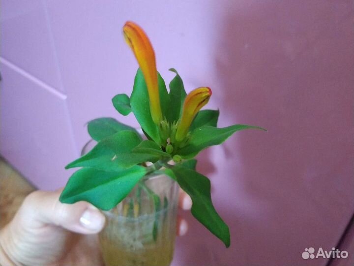 Жар птица- Эсхинантус