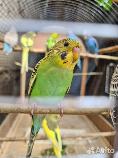 Попугаи и канарейки