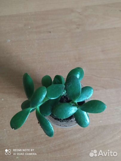 Толстянка (крассула)