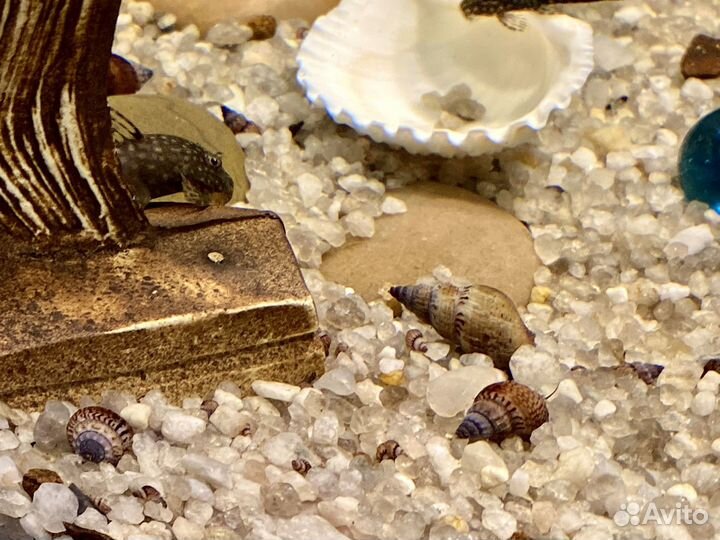 Аквариумные улитки Мелании