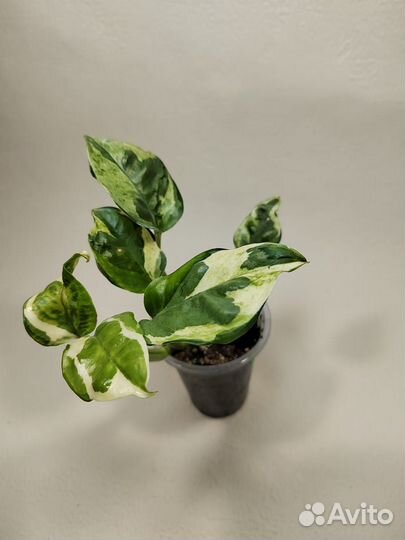 Эпипремнумы разные